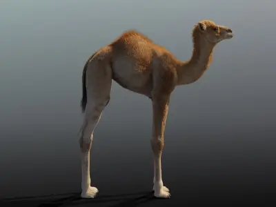 Camel Baby Fur 3D model