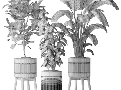 Indoor plant Set 07 - Ficus Strelitzia lyrata 3D model