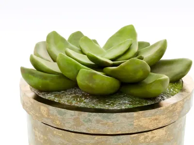 Rustic Steel Succulent Pot 3D model