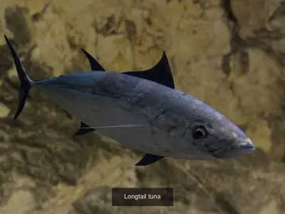 Needle fish 3D model-Longtail tuna fish 3D Model Collection
