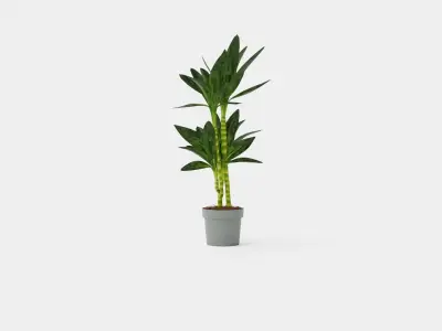 Dracaena Janet Lind Low-poly 3D model