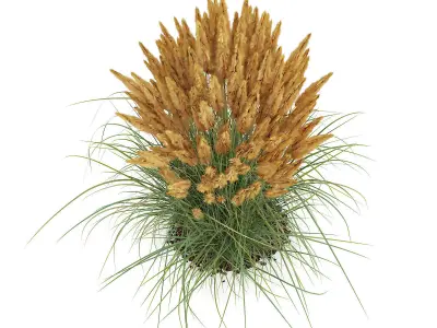Ornamental Grass 2 3D model