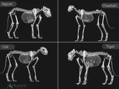 animal skeleton collection 3D model