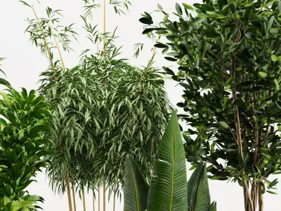 Modern Indoor Plants Set with Black Pots 3D model