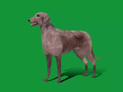 Scottish Deerhound Dog Low-poly 3D model