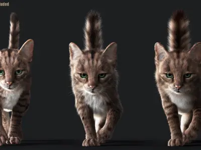 Cat Grey Tabby ANIMATED  YETI version 3D model
