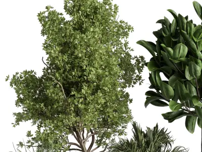 indoor plant 481 pot plant tree ficus rubbery monstera palm  3D model