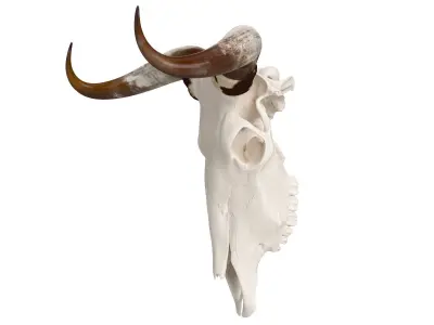 Cattle Cow Skull and Horns 3D model