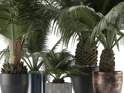 Plants Collection 16 3D model