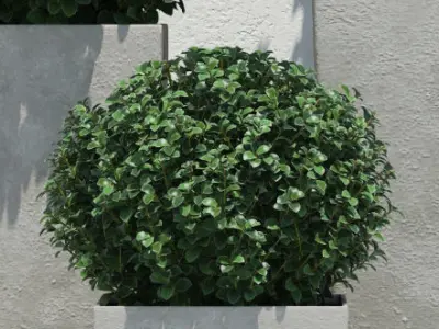 Plants boxwood bush in concrete planter 3D model