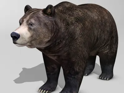 Brown Bear 3D model