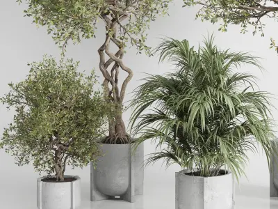 outdoor plant set 185 pot plant tree palm concrete dirt vase Low-poly 3D model