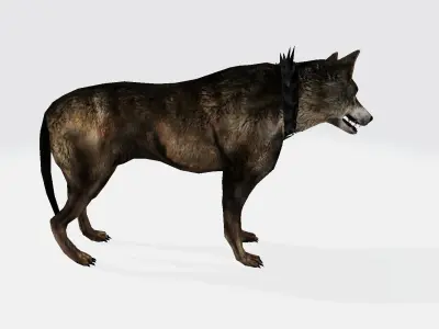 Coyote wolf 3D model