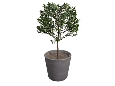 Potted Bay Laurel Tree Free 3D model