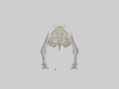 Bear Skeleton model Low-poly 3D model