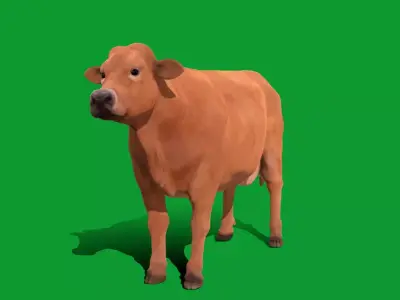 Jersey Cattle Low-poly 3D model