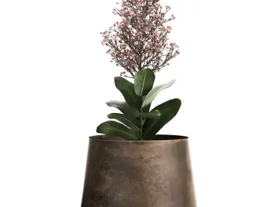 Skimmia in a flowerpot for the interior 944 3D model