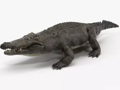 Large Nile Crocodile Rigged Low-poly 3D model
