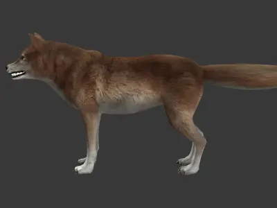 Brown Wolf Low-poly 3D model