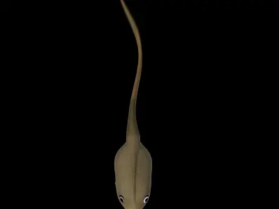 Frog Tadpole 3d model Low-poly 3D model