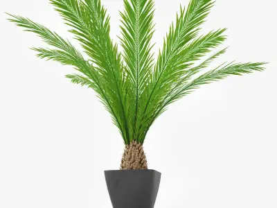Palm Tree in Pot 3D model