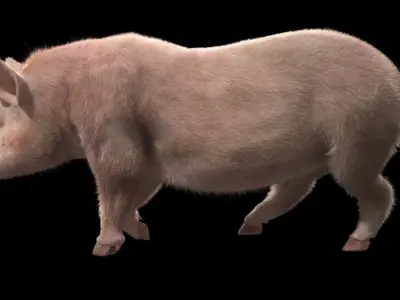 Pig rigging For 3Dmax 3D model Low-poly 3D model
