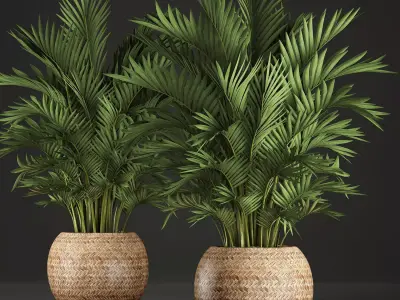 Decorative palms Howea 2 3D model