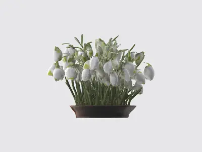 Galanthus Flowers Low-poly 3D model