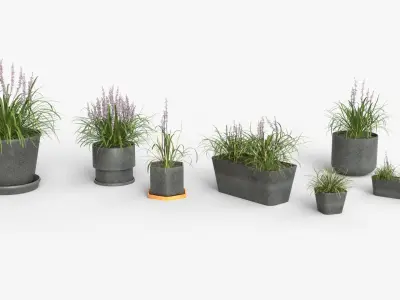 Collection of Liriope grass Plants Vol 05 3D model