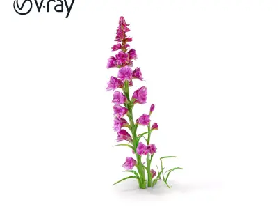 Purple Flower Model Pack for Rendering and Game Engines Low-poly 3D model