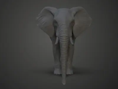 African Elephant Model 3D model