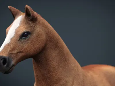 Realistic Horse Low-poly 3D model