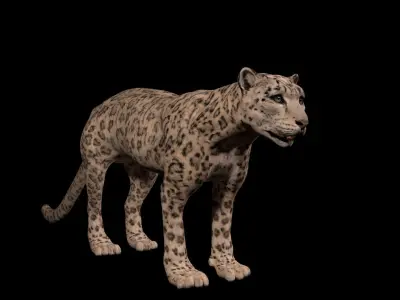 snowleopard snow leopard Low-poly 3D model