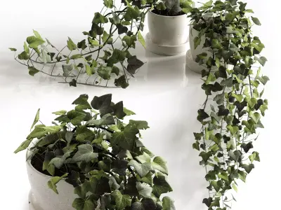 Hedera Helix wonder 3D model