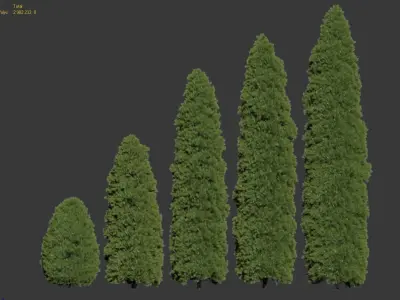 Golden oriental arborvitae Nr1 Five sizes 2-6m 3D model