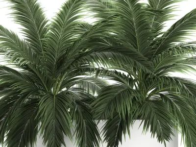 Decorative palm in a flowerpot 690 3D model