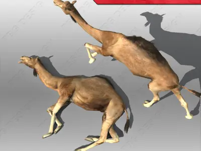 Camel Animated Low-poly 3D model
