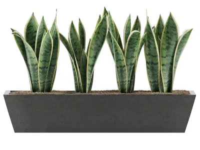 Plants Collection 47 3D model
