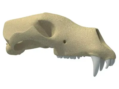 Panda Skull  3D model