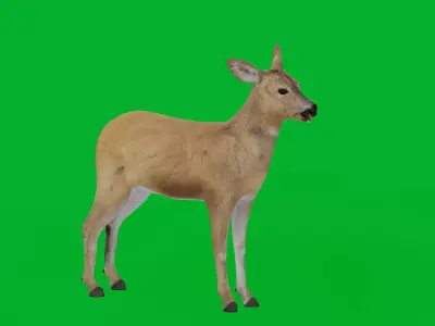 European Roe Deer Low-poly 3D model