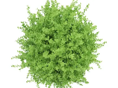 Large Boxwood Plant Buxus sempervirens 3D model