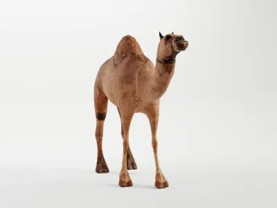 CAMEL RIGGED 3D model