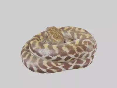 Indian Python coiled model Low-poly 3D model