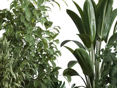 indoor plant set 348 plant ficus rubbery monstera palm Low-poly 3D model