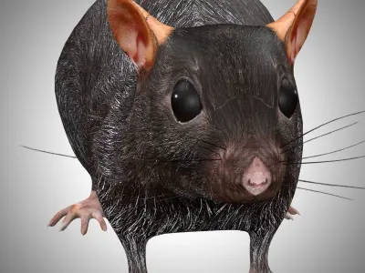 Rat Rig Low-poly 3D model