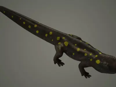 salamander reptile lizard animals nature iguana newt 3D model