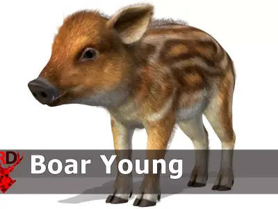 Wild Boar - Young Low-poly 3D model