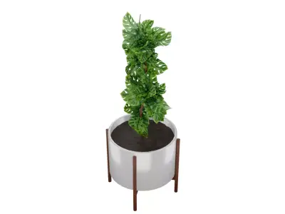 Potted Indoor Plant 3D Model 3D model