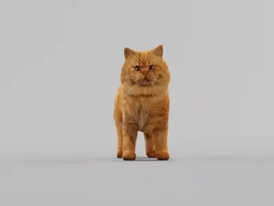 Orange Persian Cat 3D model