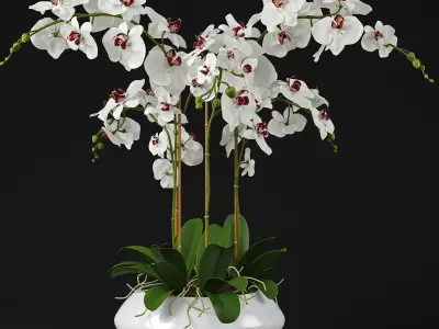 Orchid 11 3D model
